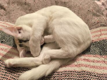 pisik cantasi: Türk anqora, Dişi, Yaxşı əllərə, Ünvandan götürmə — 9