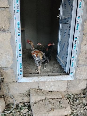 at satisi: Heyrati Pleymut Yumurta satilir Shamo qarisigi ata Shamo Ana Brazilya — 3