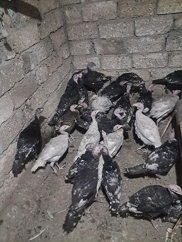 Yemlər: Hinduşka cücələri – yerli təsərrüfatdan - Növlər: qarışıq rənglər — 1