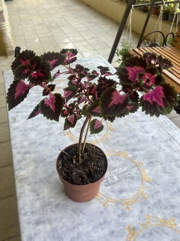 yumru xalça: Xalça — 8