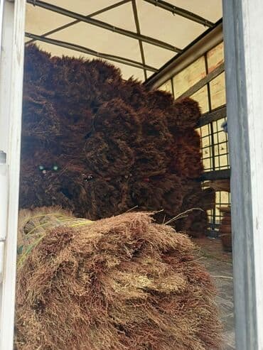 sevimli dadim broyler: Məhsul: Təbii qamışdan (süpürgə darısından) hazırlanmış yüksək — 1