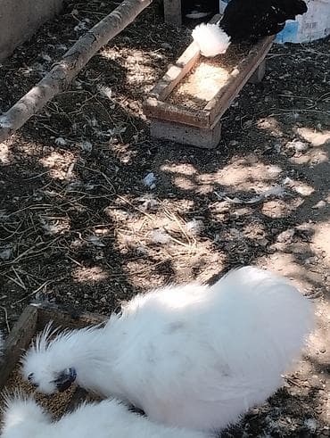 quşlar: Toyuq, Yumurtalıq — 5