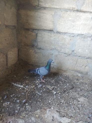 Птицы: Biri mayadı biri erkeydi,biri 10 manat — 8