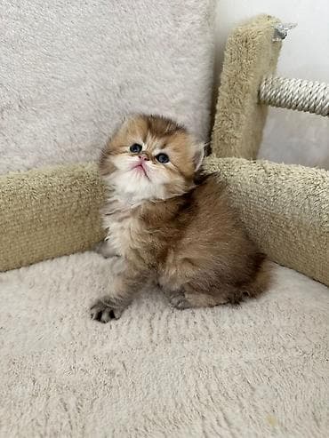 kecler: Britan — 4