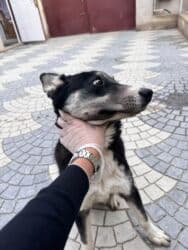 ağ xaski: Xaski, 6 ay, Erkek, Peyvəndli, Ünvandan götürmə — 3