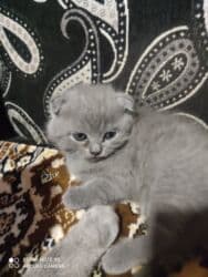 Информатика: Шотландская, Самец, Самка, Самовывоз at lalafo.az — 2 Информатика: Шотландская, Самец, Самка, Самовывоз — 2