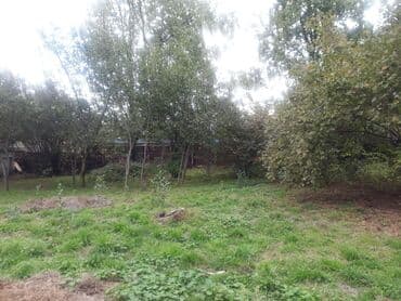 findiq ləpəsi: Fındıq bağı – yetişmiş kollardan ibarət məhsuldar sahə - Yetişmiş — 5