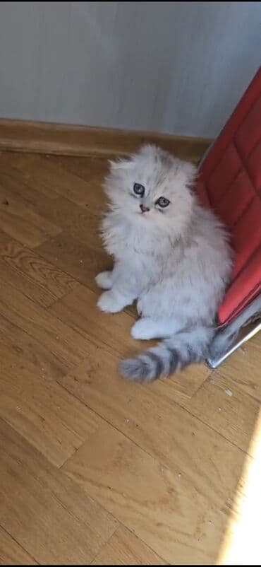 1 azn pişik: Şotland, Erkək, Dişi, Yaxşı əllərə, Pulsuz çatdırılma, Ödənişli çatdırılma — 4