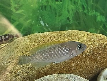 Gəmiricilər: Tanqanika baliklari hamsi birlikdə satlir 16 dənə Yekədirler — 8