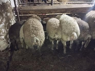 mal qoyun: Əmlik quzu . tərəzi ilə 9.50 . Reyal alıcı narahat etsin boş bekar — 10