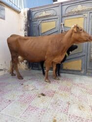 Inəklər, öküzlər: Inəklər, öküzlər — 3