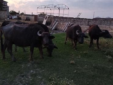 Məhsul: Camış sürüsü Təsvir: - Şəkillərdə göstərilən 5 baş camış. - — 6