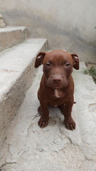 İtlər: 2 ay, Dişi, Peyvəndli, Ünvandan götürmə — 3