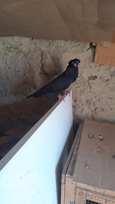 Bir cut rasiya sortu qara kekilli aq dimdik balalar satilir.qiymeti 30 — 1