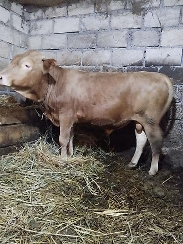 Satışda – 2 baş erkək dana və cins jesey duye 11ayliq qiymət ikisinə — 3