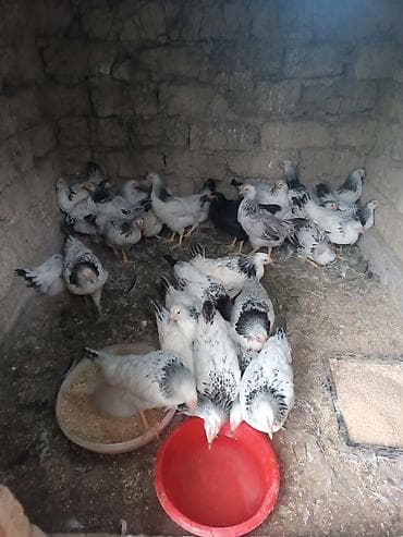 toyuq yumurtaliq: Serebrist becəsi heyətdə boyub 3 ay 25 günlük di tam sağlam di 30 ədəd — 4