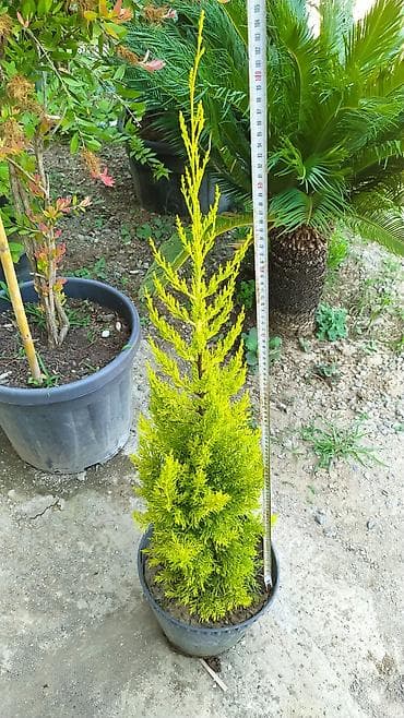 beqoniya bitkisi: Limonni yolka agacları çox münasib qiymətə satişda dibçəkdə böyüdülmüş — 2