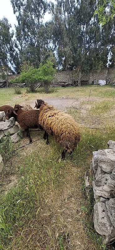 Salam 1 yasi teze olub Qala toglusudu buynuzlu iri heyvandi. Damazliga — 4