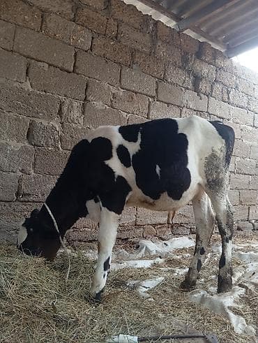 bars bit dermani: Dana, buzov, Erkək, ay: 4, Damazlıq, Ünvandan götürmə — 4