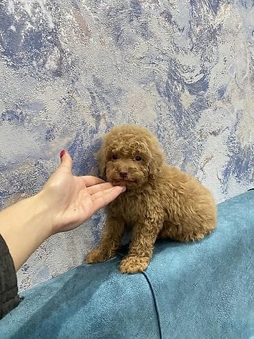 карликовый пудель: Пудель — 4