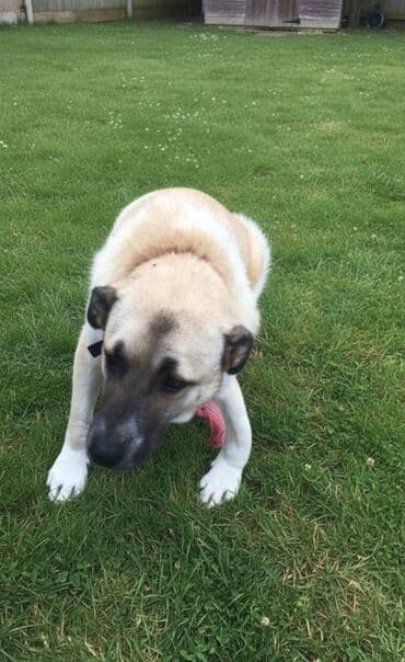 объявления отдам в хорошие руки щенка: 2 il — 2