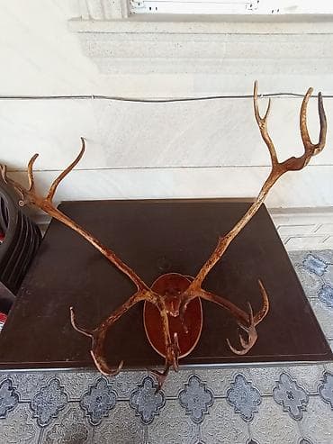 qapi 2ci el: Orjinal Təbii Maral Buynuzu Satılır Ünvan Şağan — 3