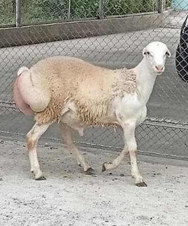 toyuq cuce satisi: Tatallar sortu du Real alıcıya endirim olunacaq Boşboş narahat — 1