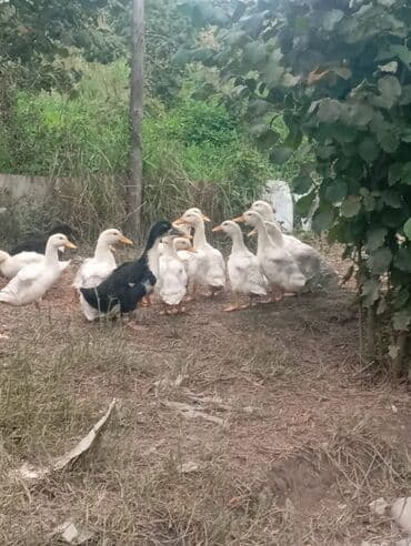 Satılır: ördək sürüsü - Növ: ağ və qara rəngli ev ördəkləri (yerli