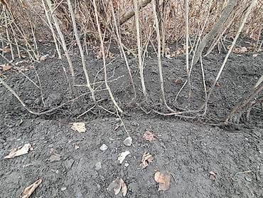 Саженцы деревьев: 🌰 Fındıq tinglərinin satışı 🌱 Satışda sağlam və keyfiyyətli fındıq — 4