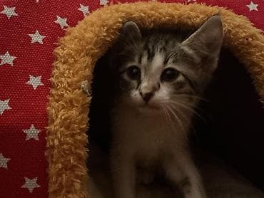 Digər heyvanlar: Dişi, Yaxşı əllərə, Ünvandan götürmə — 3