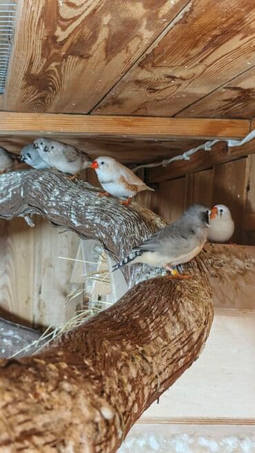 amadin yuvası: Zebra ispinozları (Taeniopygia guttata) – müxtəlif rəng mutasiyaları — 7