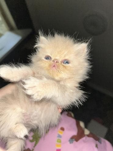 azərbaycanca pişik adları: Fars — 2