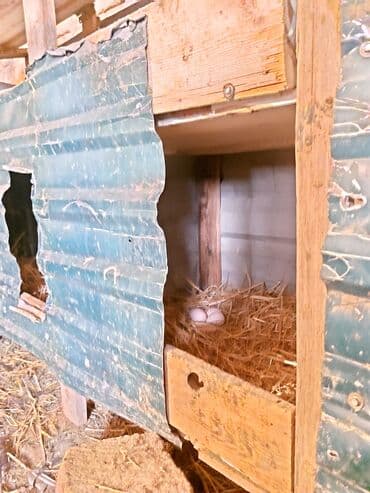 Hind quşu yumurtası satılır.Hindquşular təbi şəraitdə bəslənir yonca — 1