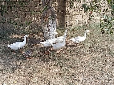 hovsanda cuce satisi: 3ayliq kənd qazları.qiymət razılaşma yolu ilə.5 ədəd.Unvan Bakı şəhəri — 3
