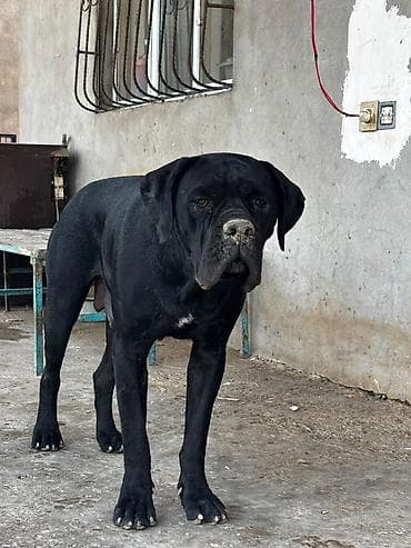 kane korso: Kane-Korso, 1 il, Erkek, Peyvəndli — 2