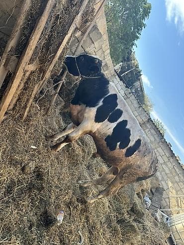 cins pisikler: Erkək Dana Etlik satilmir Hec km narahat etmesin zehmet olmasa — 2