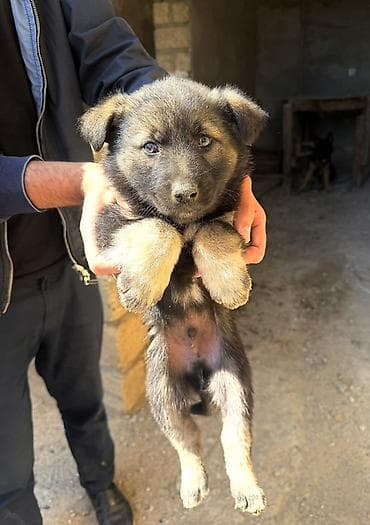 xaski itleri: Alman çoban iti, Erkek, Peyvəndli — 1