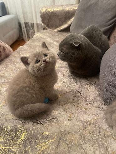 sari pisik sekilleri: Britan, Yaxşı əllərə — 2