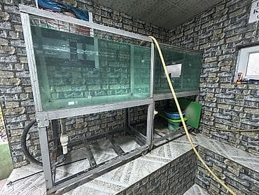 heyvanlar satışı: Akvaryum 2 ədəd satilır
Restoran,Kafe,Mağaza balıq üçün akvaryum — 4
