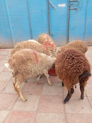 İtlər: Qoyun sürüsü – yerli cins qarışığı - Şəkildə bir neçə baş qoyun — 1