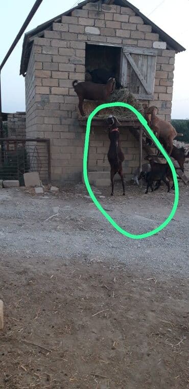 keçə: Dişi, Hələb, il: 2, 35 kq, Südlük, Ünvandan götürmə — 1