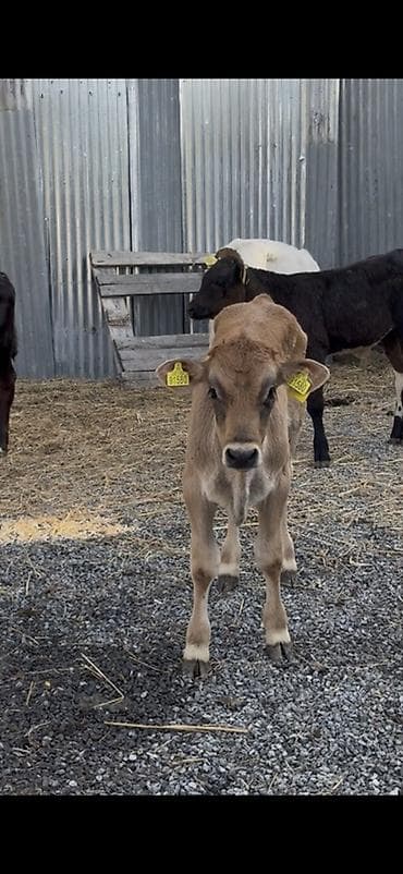 lalafo keci satisi: 1250 Manatdan BAŞLAYİR! Simental, Angus Şarol Lumizin Ağqulaq — 7