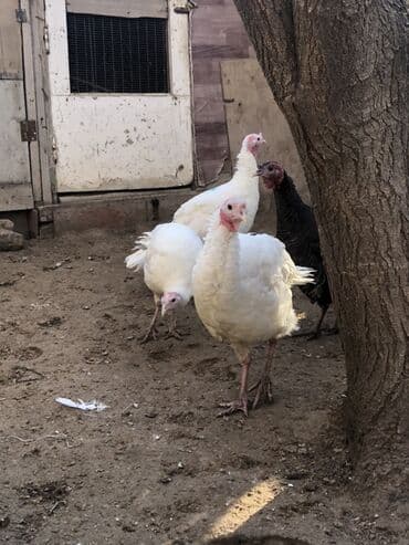 Digər heyvanlar: Dişi, Damazlıq, Ünvandan götürmə — 4