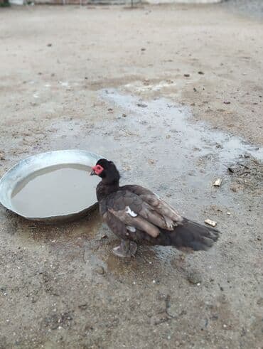 Inəklər, öküzlər: Dişi, | Lal ördək, Damazlıq — 7