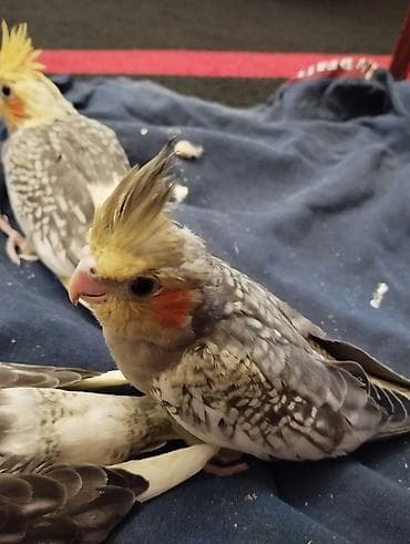 danışan quş: Karella balaları 1 aylıqdır hələ yemə düşməyiblər.Əl ilə bəsləyib ələ — 1