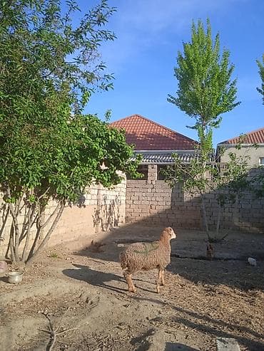 Erkəy quzu satilir 15 klo əti var qurbanlığa yarayır