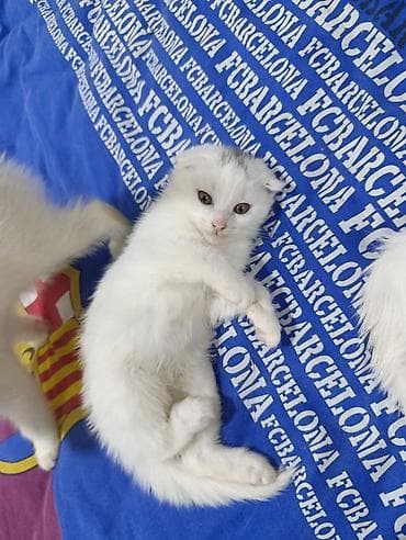 Scottish Fold və Siam tipli balaca pişiklər - Cins/Tip: Şəkillərdə