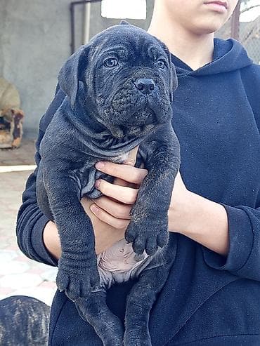 pudil iti satilir: Kane-Korso, 1 ay, Erkek, Sənədli, Ünvandan götürmə, Pulsuz çatdırılma, Rayonlara çatdırılma — 6