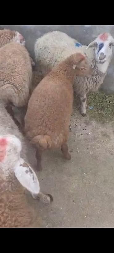 qoyun itləri: Qoyun və quzu sürüsü satılır - Növ: yerli ətlik tipli qoyun-quzular - — 3