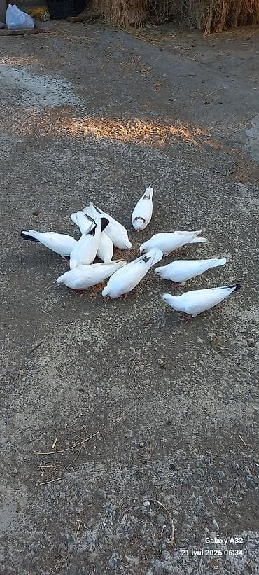 sumqayit goyercin: Unvan Lənkəran.Tam sağlam yuksəkdən uçuşu olan göyərçinlər.Bakıya — 2